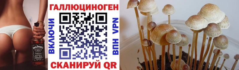 Псилоцибиновые грибы прущие грибы где можно купить наркотик Киселёвск